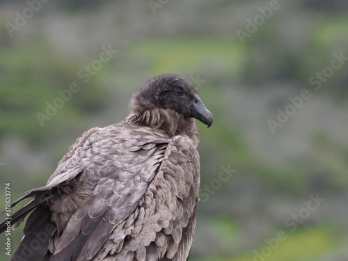 Andean Condor  Rio Verde  Chile  Patagonia