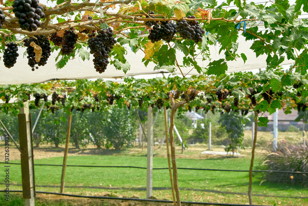 Fototapeta premium Nature background Outdoor vineyards at sunset