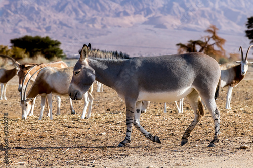 Somali wild donkey (Equus africanus) and herd of antelope scimitar horn oryx (Oryx leucoryx) in nature park of the Middle East