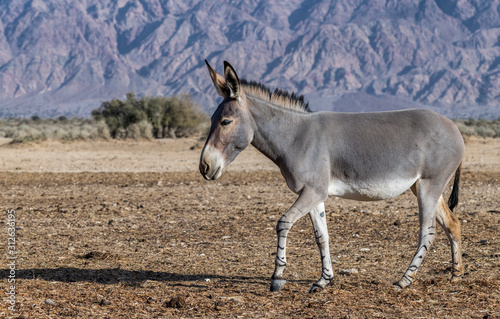 Somali wild donkey (Equus africanus) in nature reserve of the Middle East. This species is extremely rare both in nature and in captivity