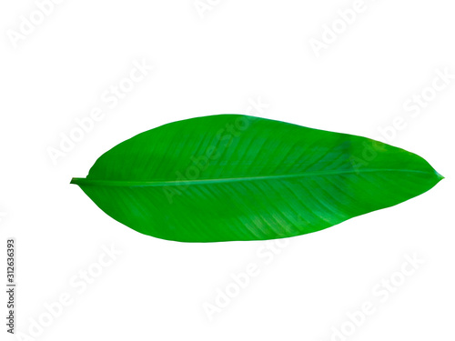 Fresh green banana leaf on the White Background.