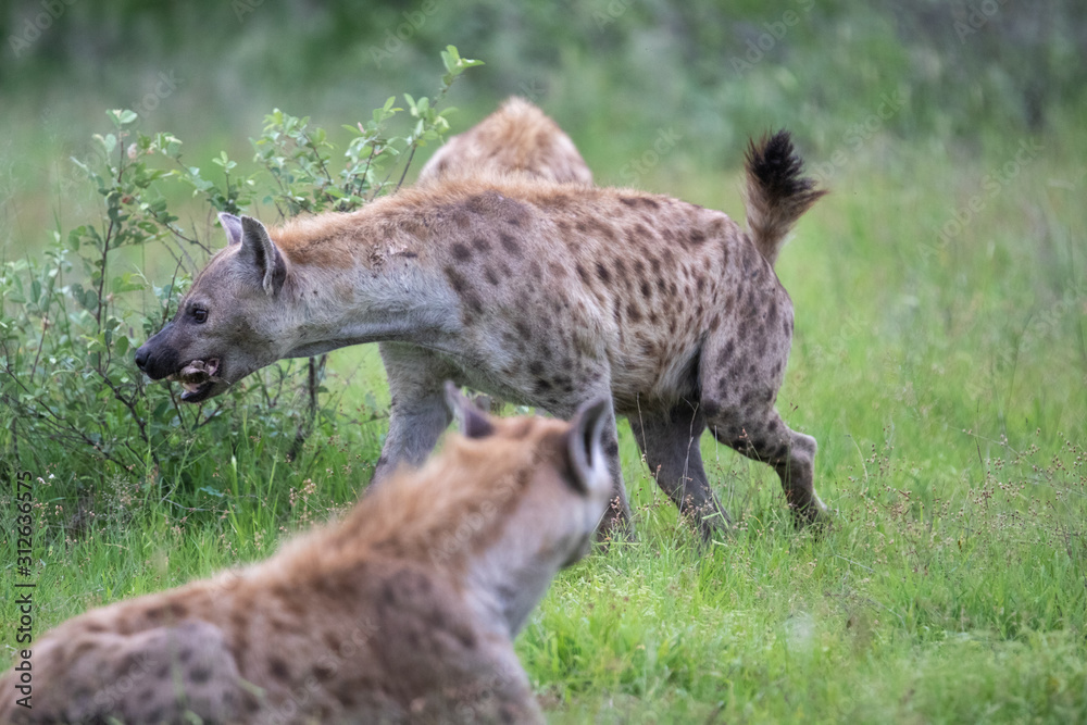 A clan of hyaena trying to steal some meat from two young male lions busy feeding on a giraffe carcass