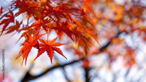 紅葉狩り 真っ赤に染まったカエデの葉