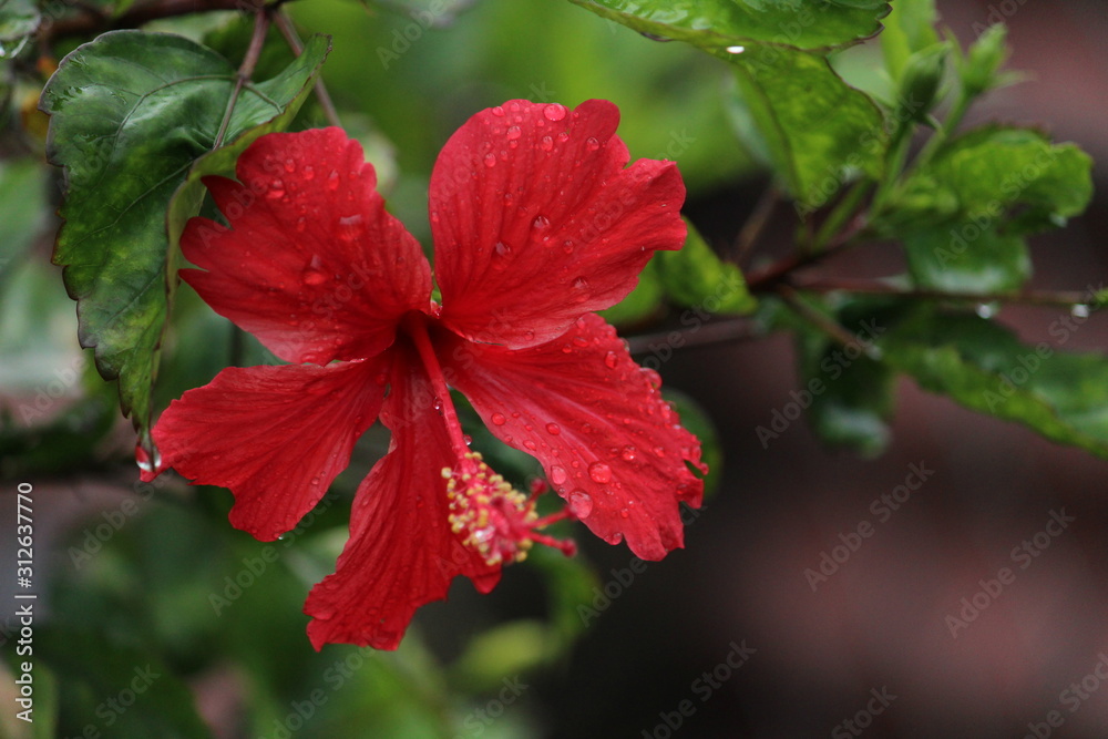 Full blossam red hibiscus red flower on the evening in the garden Full blossam red hibiscus red flower on the evening in the garden