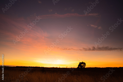 Dawn at the Netherlands, National Park de Groote Peel. Lonely tree at sunrise at the border between Limburg and North Brabant. Orange sky. 