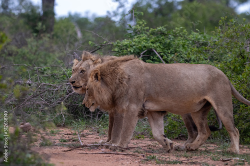 Two young male lions that were finishing off the remains of a young giraffe kill © Darrel