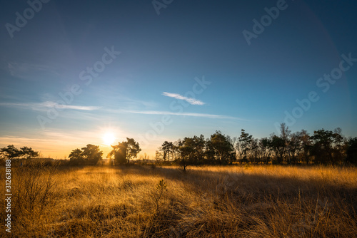 Sun shining over golden grassfields at national park "de Groote Peel, Limburg, the Netherlands. 