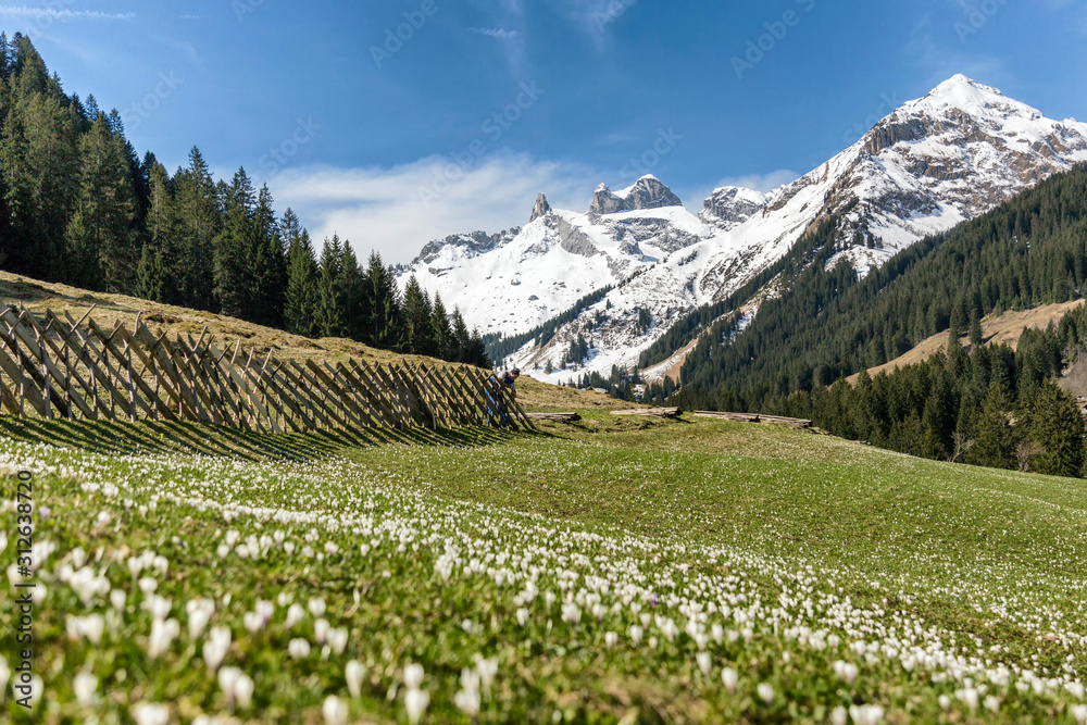 Frühlingshafte Landschaft in den Alpen