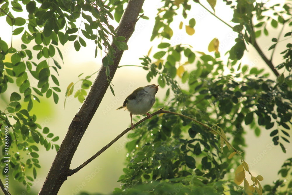 yellow common myna sitting on the tree with green background on the morning sunlight yellow common myna sitting on the tree with green background on the morning sunlight