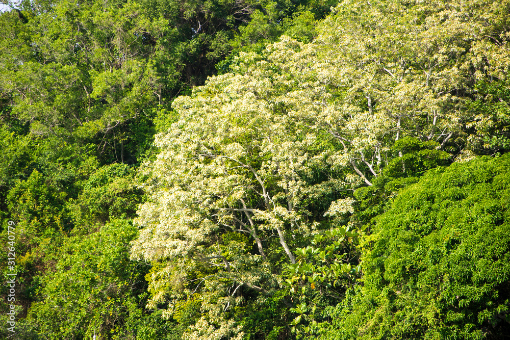 Tropical forest with lush green leaf trees Tropical forest with lush green leaf trees
