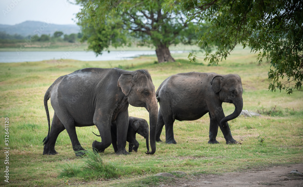 Wild elephants in a beautiful landscape in Sri Lanka