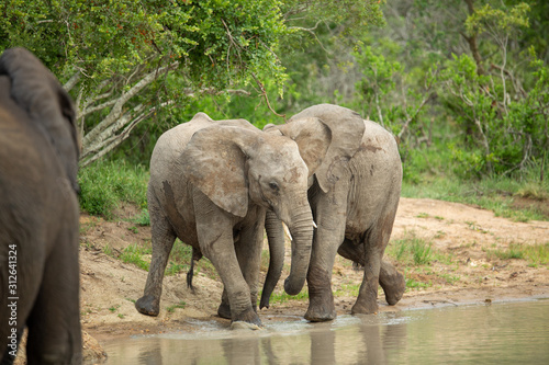 The luscious green of the summer in the low veld region with elephants having a blast with the abundance of water and food.