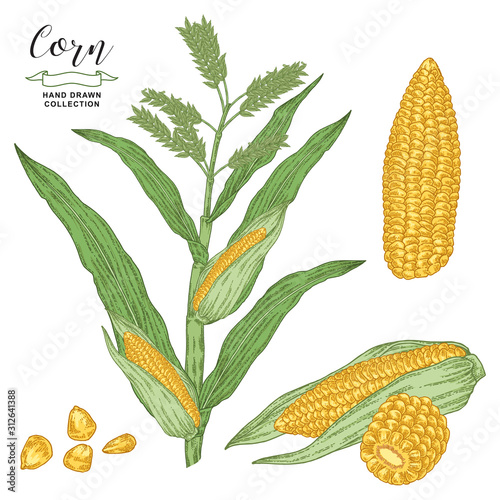 Corn plant isolated on white background. Maize vector illustration. Cereal collection. Hand drawn engraving style.