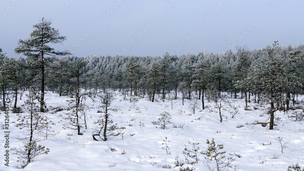 Winter landscape, the whole forest strewn with snow. Winter landscape, the whole forest strewn with snow.