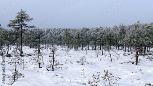 Winter landscape, the whole forest strewn with snow.