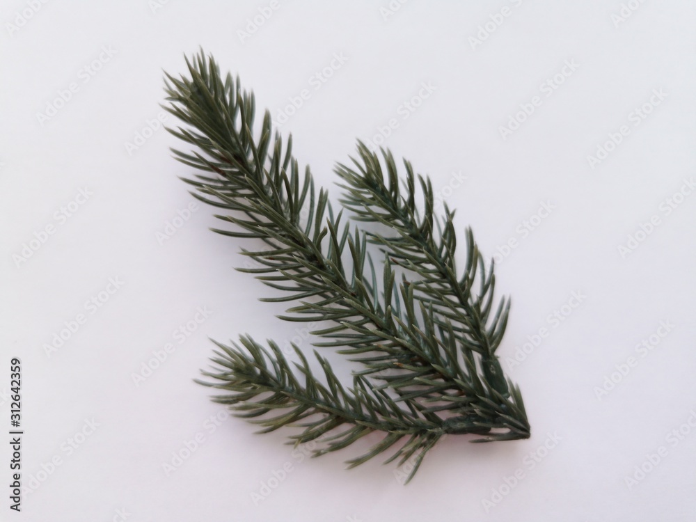 Beautiful neat twig of spruce on a white background. Close-up photo. Top view. Pattern with spruce branch. Fir-tree new year branch. Greeting card design celebration. Winter background Beautiful neat twig of spruce on a white background. Close-up photo. Top view. Pattern with spruce branch. Fir-tree new year branch. Greeting card design celebration. Winter background
