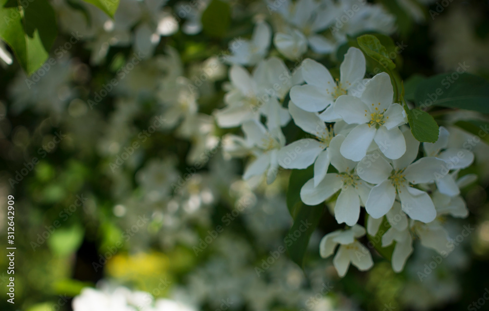 flowering branches of Apple trees in a natural environment. tenderness and light. spring beauty. the Apple tree in its glory. Soft focus flowering branches of Apple trees in a natural environment. tenderness and light. spring beauty. the Apple tree in its glory. Soft focus