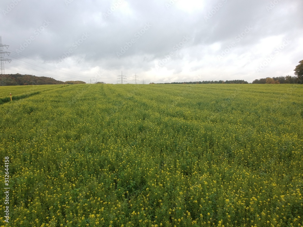 Rapsfeld vor der Blüte