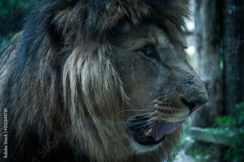 Leone