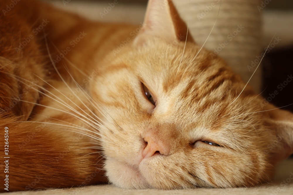 眠そうな猫アメリカンショートヘアー