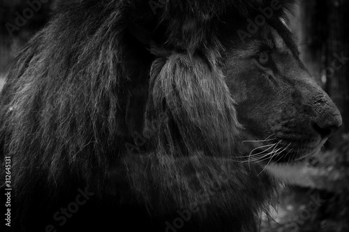 Leone