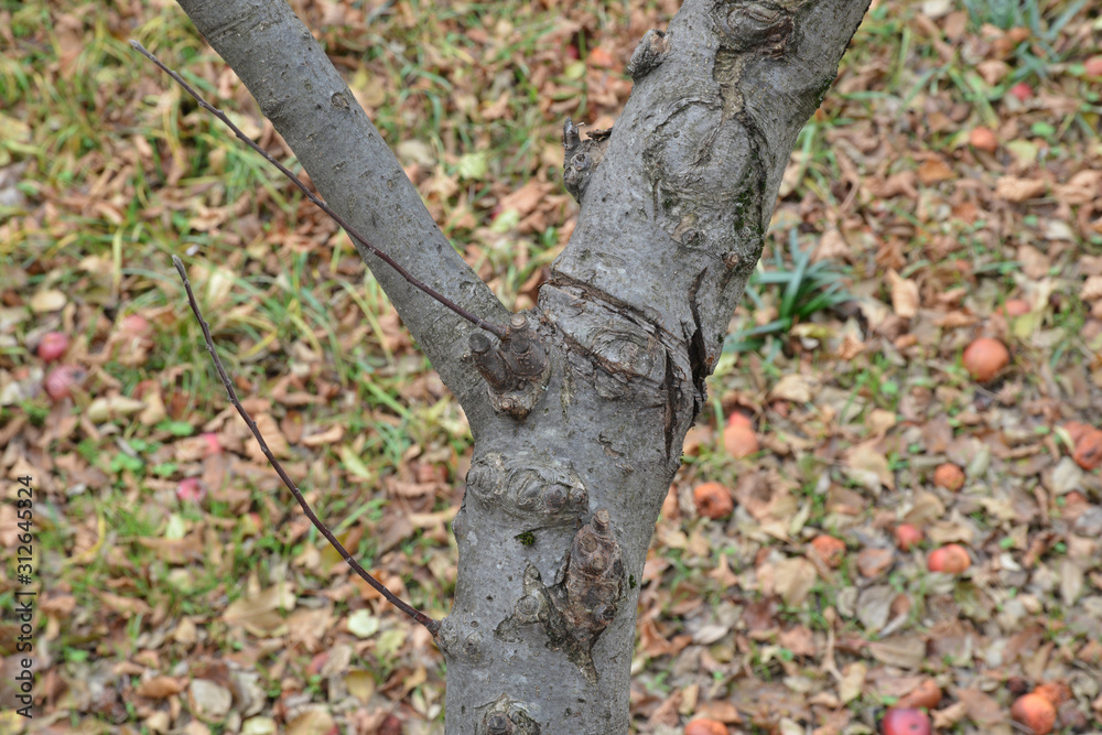 tree trunks of trees in the garden tree trunks of trees in the garden