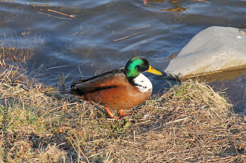 mallard duck male with unusual color mutation standing on the river bank