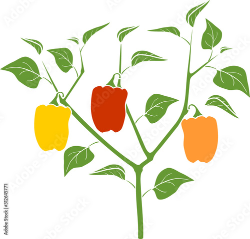 Pepper plant with green leaf and ripe peppers. General view of plant isolated on white background