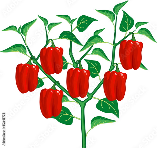Pepper plant with green leaf and red peppers. General view of plant isolated on white background