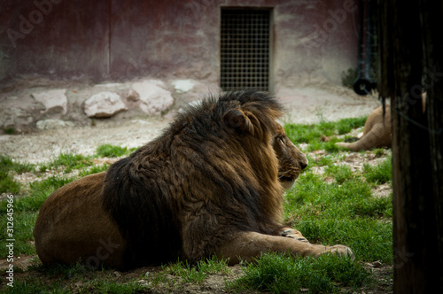 Leone