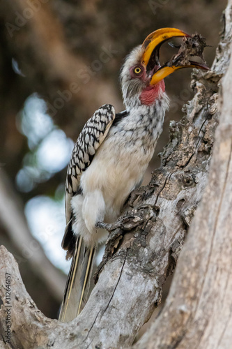 hornbill bird kruger national park