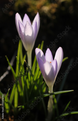 close photo of blooming purple crocuses enlightened with the sun in contrast with dark background