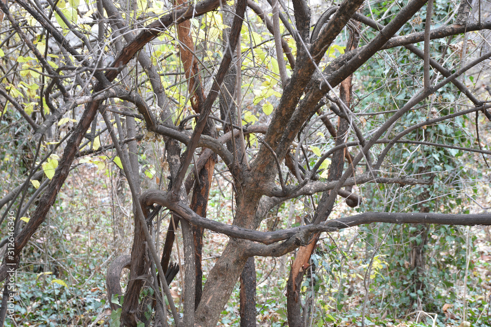 tree trunks of trees in the garden tree trunks of trees in the garden