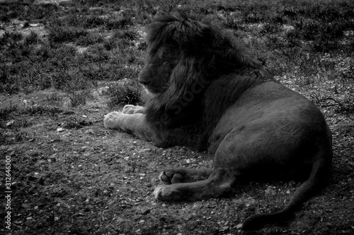 Leone