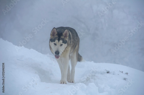 Alaskan malamute en un entorno natural