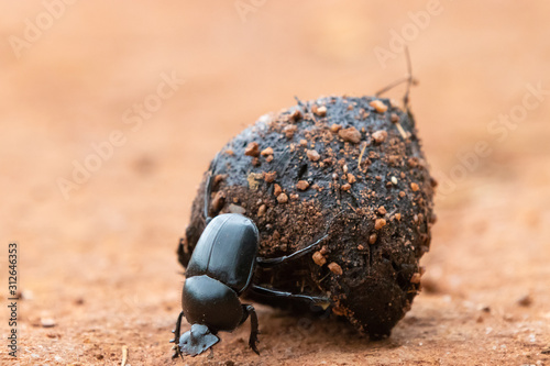 Dung beetle