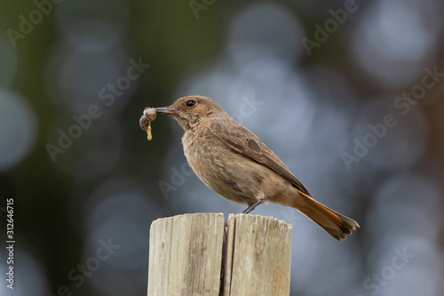 bird eating