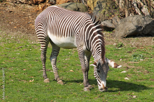 Grevy  s zebra  Equus grevyi  pasturing on the grass