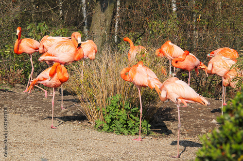 group of beautiful orange flamingos in the pool of water  ZOO Ostrava  Czech Republic