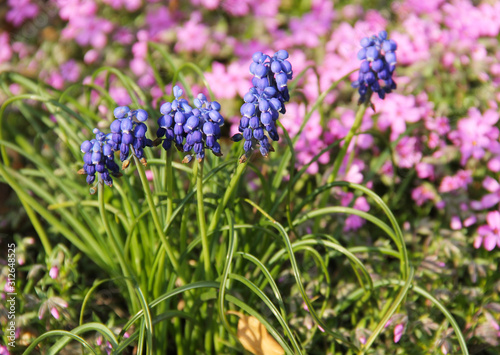 close photo of blooming grape hyacinths on the flowerbed