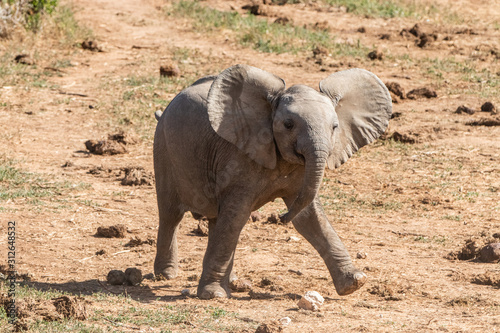 baby elephant