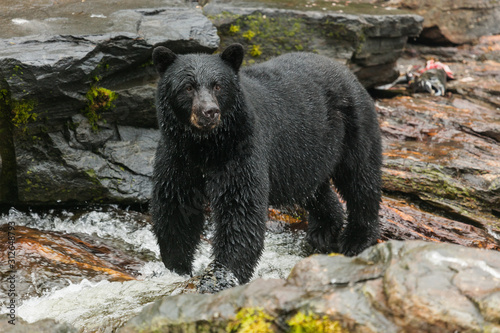 Black bear searching for salmon, Alaska.