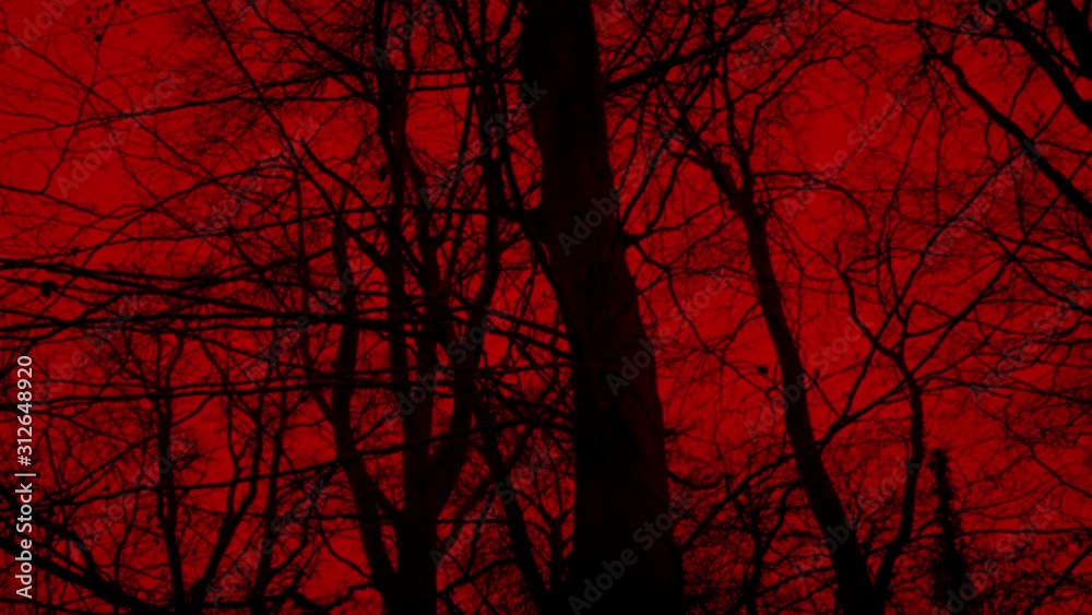 Moving Under Trees With Red Sky Above