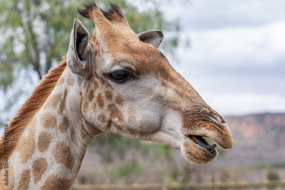 Obraz premium giraffe