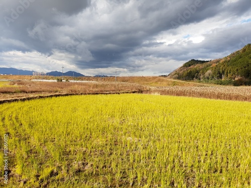 Yellow field in rural Japan with Overcast sky