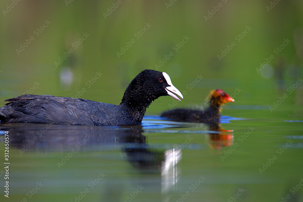 The Eurasian coot with the offspring from Crna Mlaka