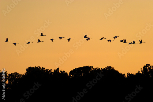 Mute swans flying in sunset over the forest Crna Mlaka