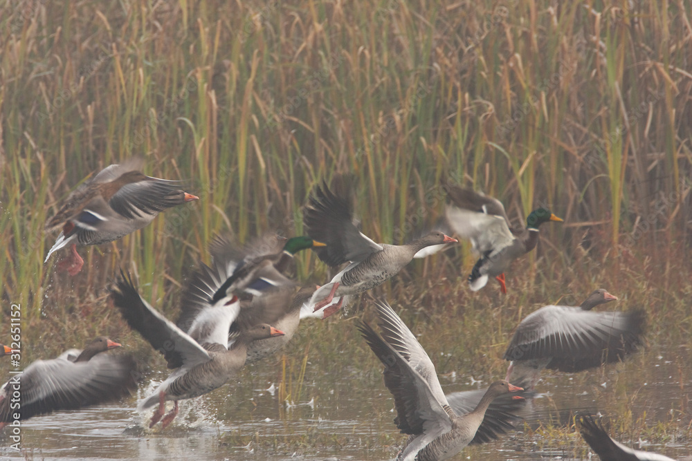 Fototapeta premium The greylag goose take off in fog from the lake