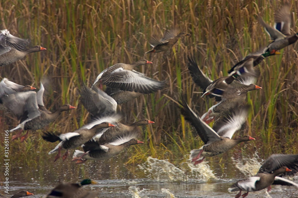 Fototapeta premium The greylag goose take off in fog from the lake