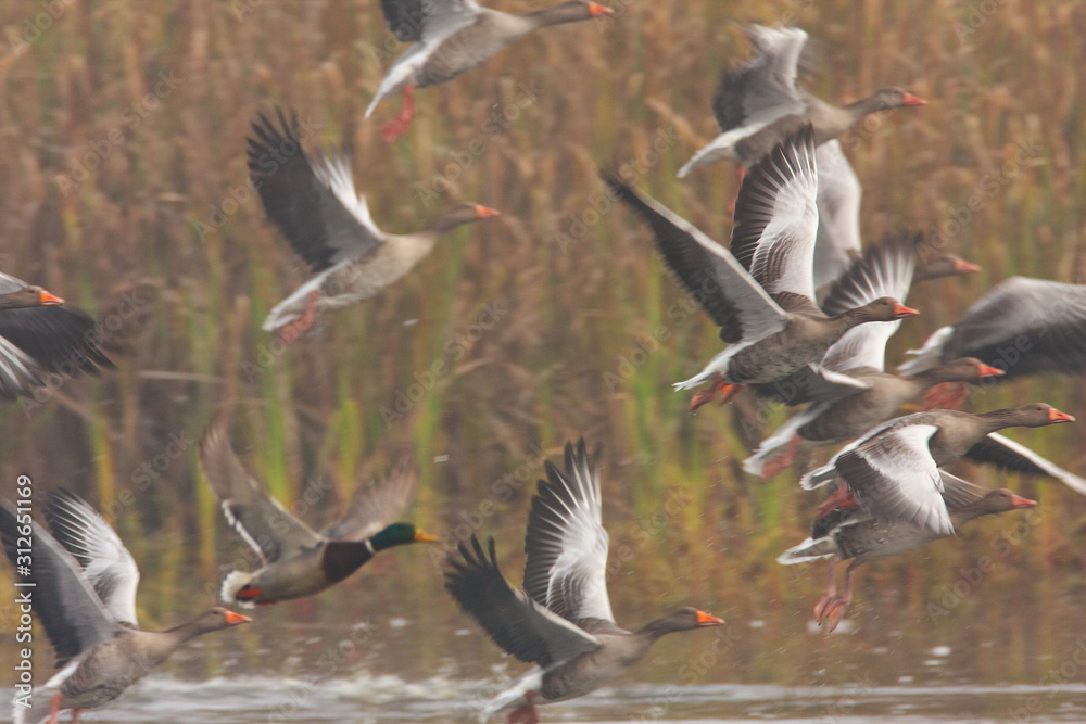 Obraz premium The greylag goose take off in fog from the lake